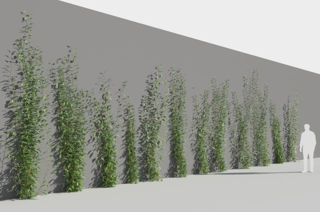 plants growing on walls 3d model turbosquid