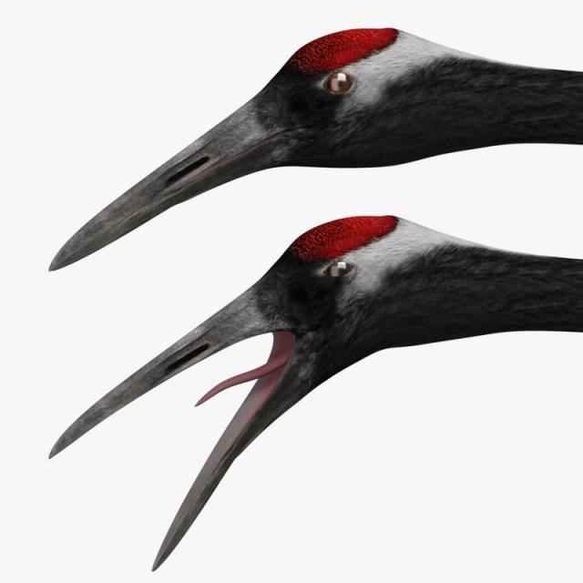 head and upper neck of a crane 3d model turbosquid