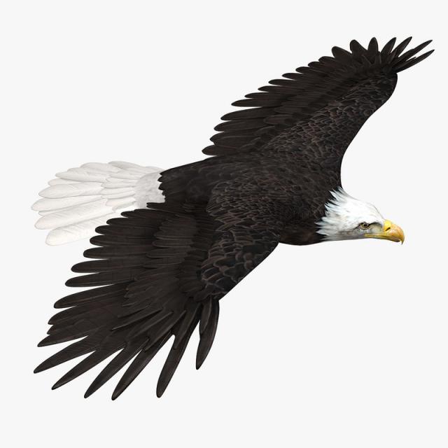 eagle animated rigged 3d model turbosquid