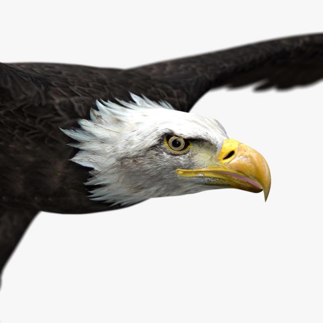 realistic eagles head 3d model turbosquid