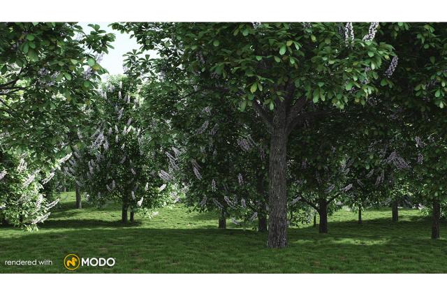 horse chestnut tree 3d model vizpark