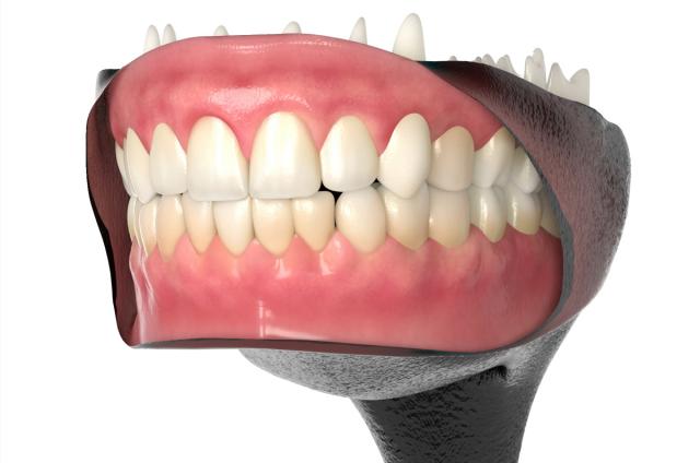 human teeth 3d model turbosquid