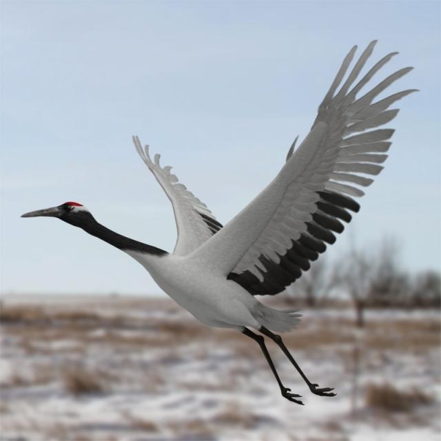 red-crowned crane 3d model turbosquid