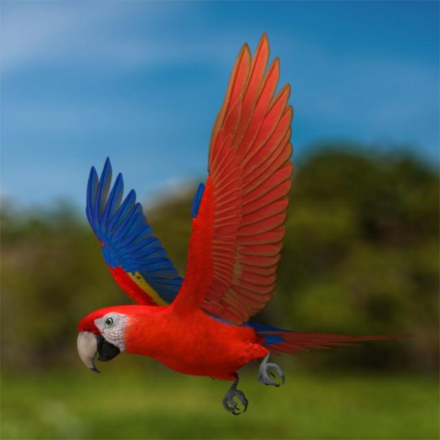 Parrot 3d model turbosquid