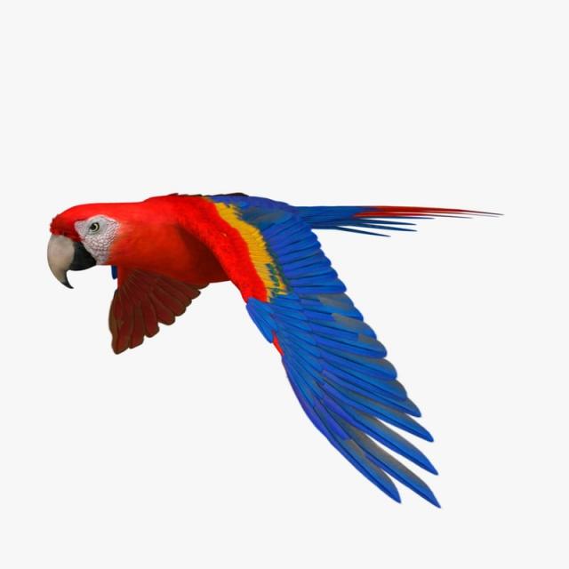 Ara Macao 3d model turbosquid