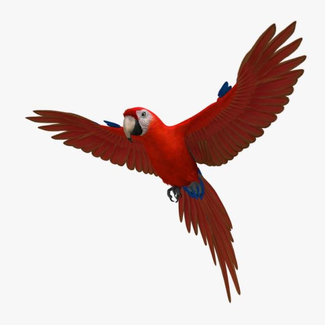 red parrot 3d model turbosquid
