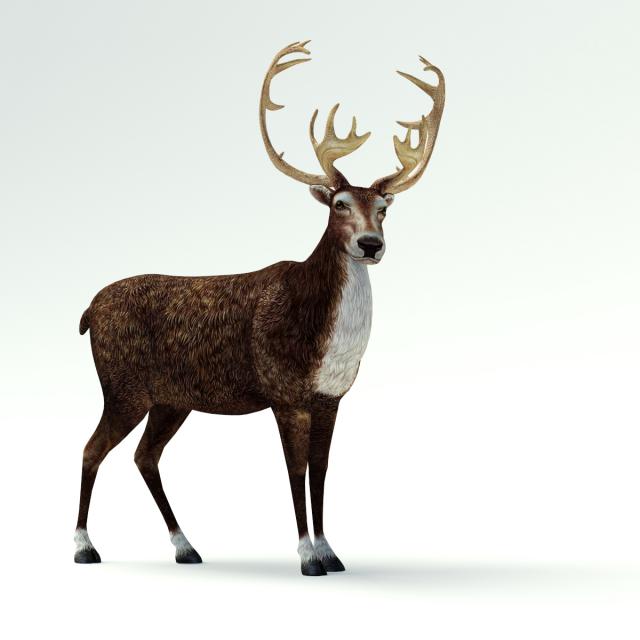 reindeer 3d model turbosquid