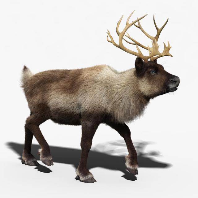 reindeer fur rigged animated 3d model turbosquid