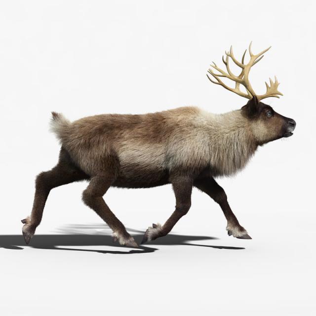 rigged reindeer 3d model turbosquid