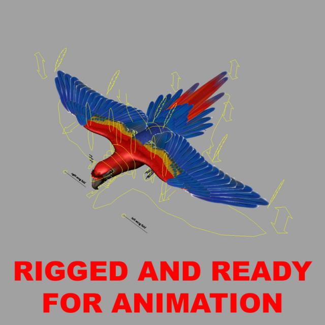 Macao 3d model turbosquid rigged