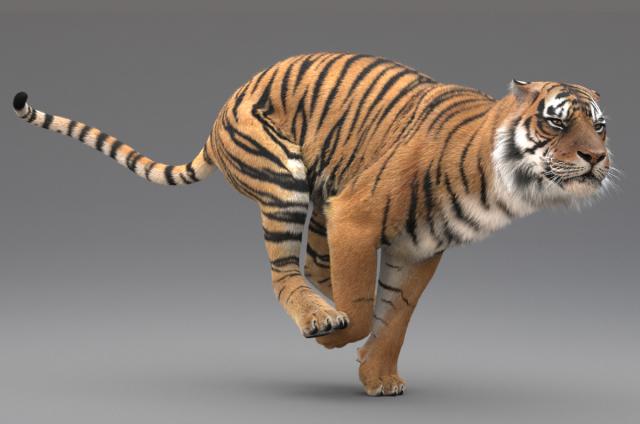 tiger running 3d model rigged turbosquid