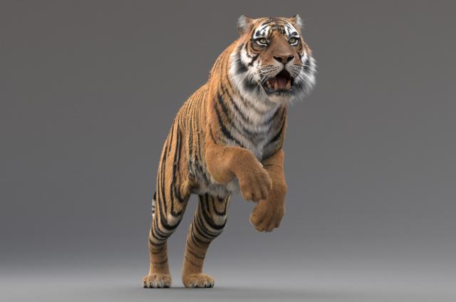 high quality realistic and rigged tiger 3d model with fur turbosquid