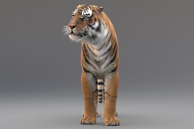 tiger 3d view 3d model turbosquid