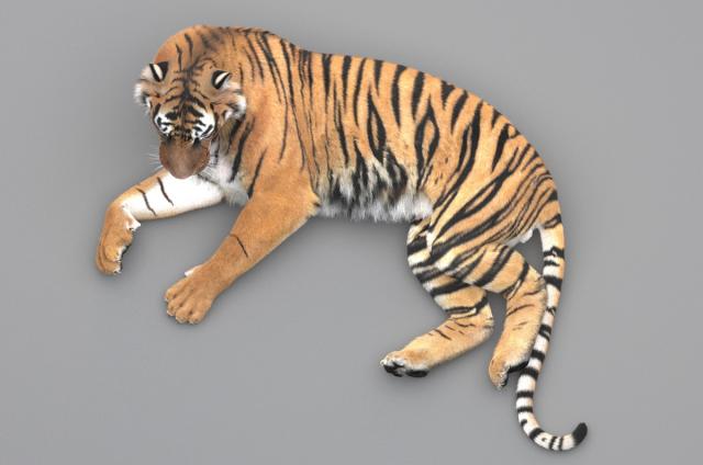 siberian tiger 3d view 3d model turbosquid