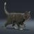 cat rigged and animated 3d model turbosquid