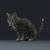 housecat rigged animated 3d model turbosquid