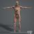 3d model man anatomy