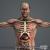 3d model male anatomy