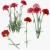 carnation collection 3d model turbosquid