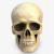 3d model human skull