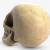 3d model skeleton skull