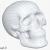 3d model skeleton
