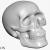 3d model skull