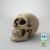 3d model maya mental ray skull