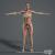 3d model woman anatomy