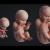 embryo stages of growth 3d model animated turbosquid