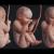 human embryo with umbilical cord 3d model animated turbosquid