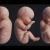 prenatal development 3d model animated turbosquid