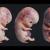development of the embryo and the fetus 3d model animated turbosquid