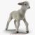 lamb with fur rigged 3d model turbosquid