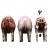 pig anatomy back 3d model turbosquid