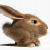 cartoon bunny rigged 3d model turbosquid