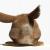 the back of a rabbit 3d model rigged turbosquid