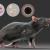 high detailed realistic rat 3d model turbosquid