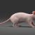 hairless rat 3d model turbosquid