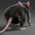 rat's tail 3d model turbosquid