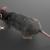 small mammal 3d model turbosquid