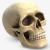 3d model skull