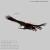Bald Eagle rigged and animated 3d model turbosquid