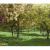 apple tree 3d model vizpark
