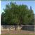 white ash tree 3d model
