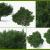 Flowering plant with white dense wood 3d model