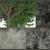 deciduous tree 3d model