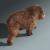 mammal bear 3d model turbosquid