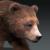 bear 3d model turbosquid