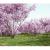 cherry blossom tree 3d model vizpark